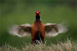 ��������� ��� �������� ��� ������ ���������� ��� �������