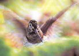 ����� ��������� ! 