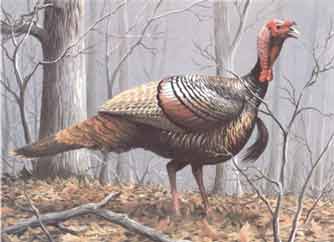 ��� �������� ������� ��� !