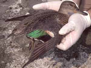 ������� ����� �� ���� ��� ���������  ������� , ��� �� ����� ��� ��������� !