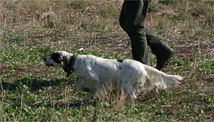 ��������s  , ������� ������