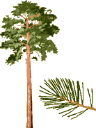 Pinus-Sylvestris