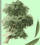 Salix-alba