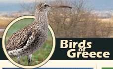 Birds 0f Greece