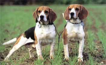 BEAGLE