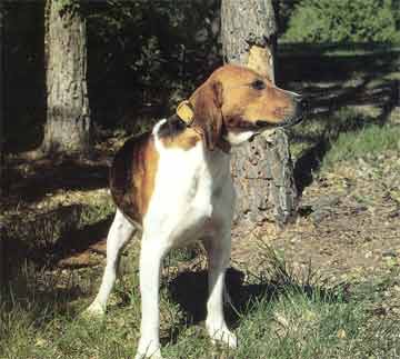  BEAGLE HARRIER 