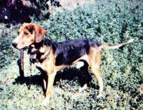 ��������� ���������