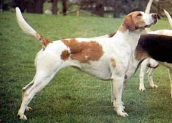  FOXHOUND 