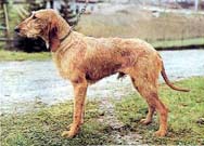 I������ ���������� �� ������� ������