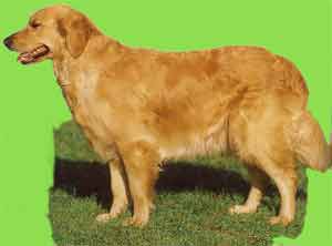 �������� ��������