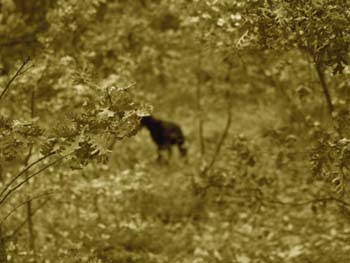 gpeppas_021