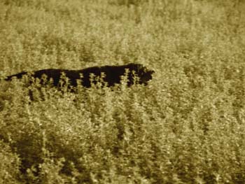 gpeppas_035