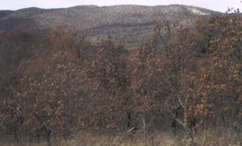 �������� ���������