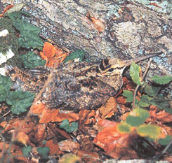 T������������ ��������