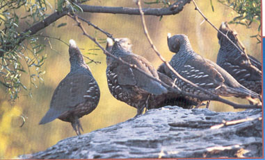 Gambel's Quail 