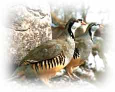 ������� ���� ������ !