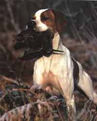 ��� ��������� �������� �� ��������