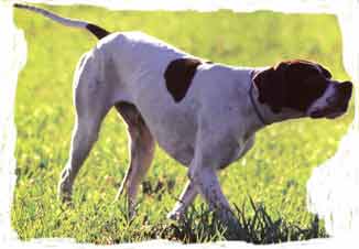 1�� Ecc.CACT.CACIT. Giuseppe von der Postschwaige Poin. ����������� �������� 