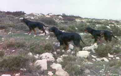  Gordon� �� ���������� ��������