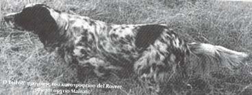 Tell 68' del Rovere ��������