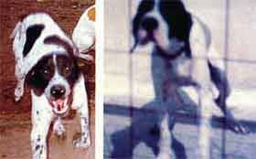 A��������: ���� ���
������, ��� ���� ����
������ ������� ������� �
�������� ��� ��� ��� �����
����� ��� ������.
�����: �� ����� ���
���� ������ ����������
��� �� ��� ���� �� ����.
��������������
����������, ��������
������� ����������