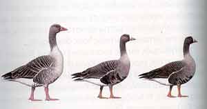  (������ 1).