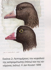 (������ 2)