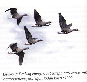 (������ 3):