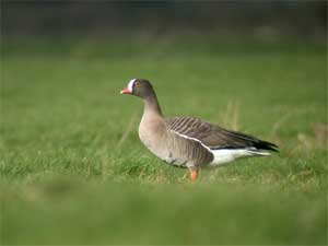 Anser erythropus