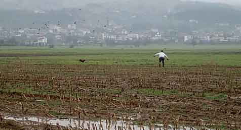 ������������ ������� 2003 �����  Irish Setter
