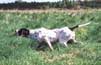 English Pointer