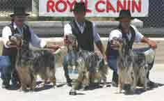 �������� ��������� DI DULOS