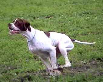  ������� Giuseppe von der Postschwaige	Poin. 