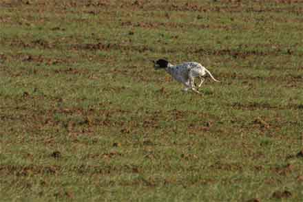 gaia Di SanPellegrinno