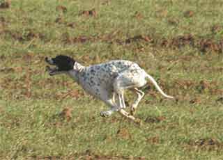 gaia Di SanPellegrinno