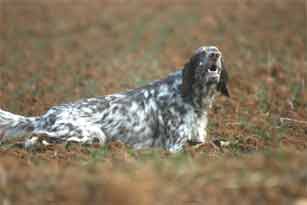 A��������