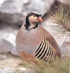 Alectoris Saxatilis-Appenina