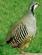 Alectoris Whitakeri