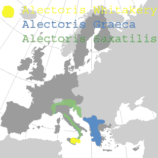 X    Alectoris Graeca