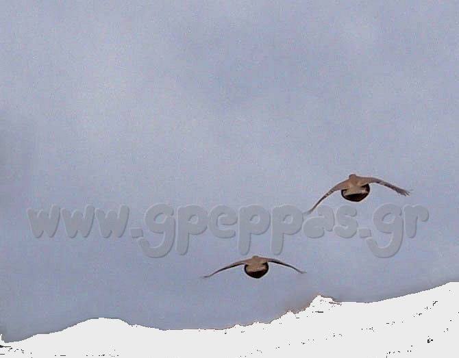 ALECTORIS GRAECA 