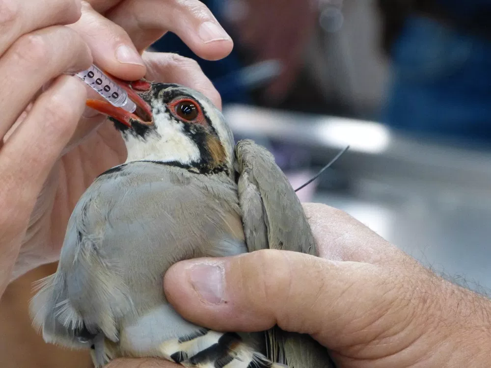 τεράστια παχιά φωτογραφίες πουλί πίπα δωρεάν κλιπ
