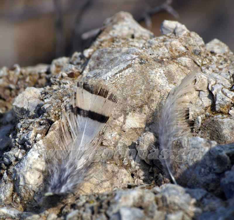 T������!