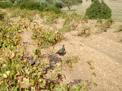 � �������� �������� !